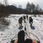 Dog sledding through the forest